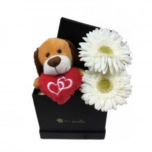 Box de Conquista, 2 Gerberas Bombones Mas Peluche