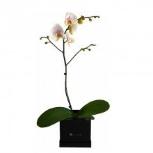 Orquidea en Box Tu Jardin