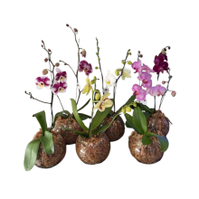 Planta de Orquidea en Bocha de Vidrio